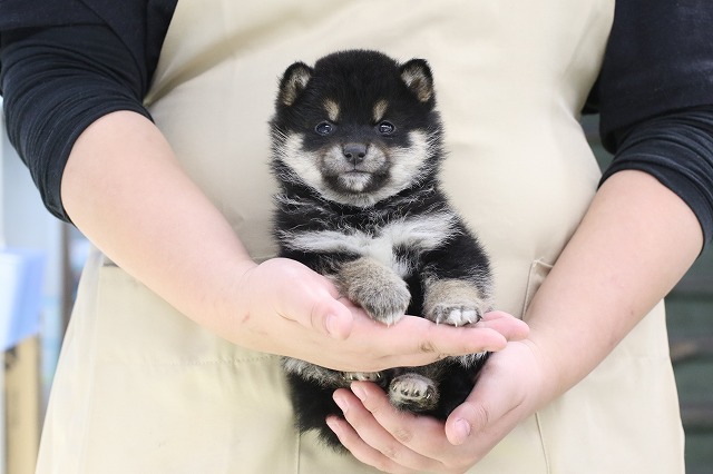 埼玉県の柴犬(標準サイズ) (かねだい草加店/2025年1月7日生まれ/男の子/黒)の子犬