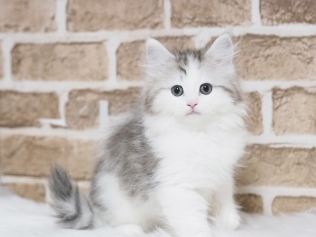 マンチカン♂（戸田店）