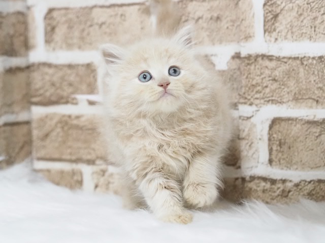 ミヌエット♂（戸田店）