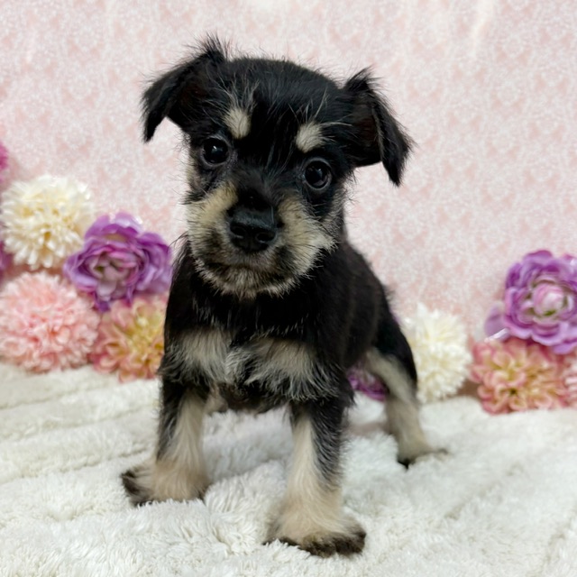 【NEW】3/9撮影！犬MIX✨（トイプードル×Mシュナウザー）︎︎ ♀