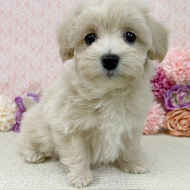 【NEW】3/9撮影！犬MIX✨（マルチーズ×トイプードル）♂