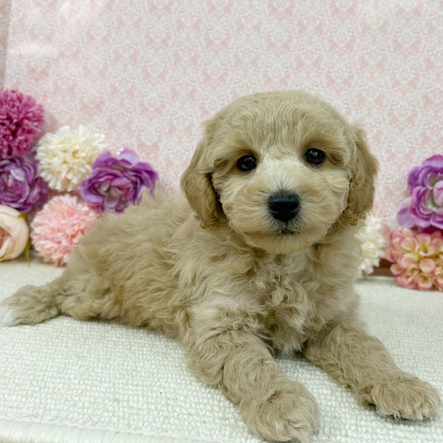 【NEW】3/9撮影！犬MIX✨（ポメラニアン×トイプードル）♂