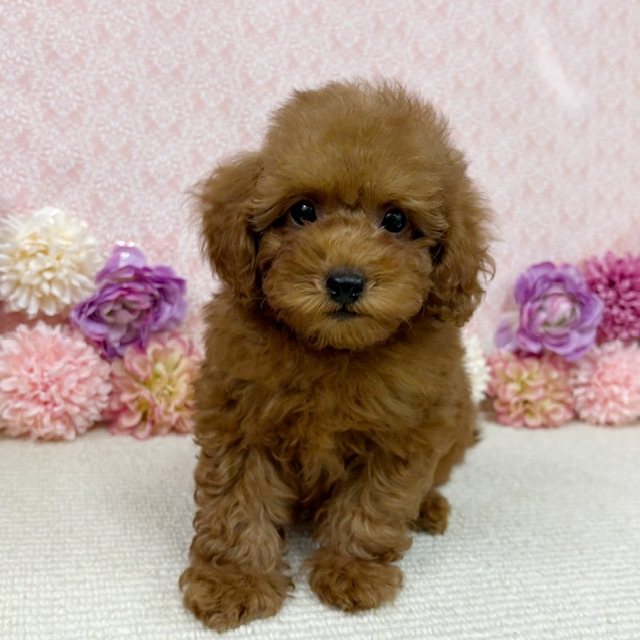 【NEW】3/9撮影！トイプードル✨♂