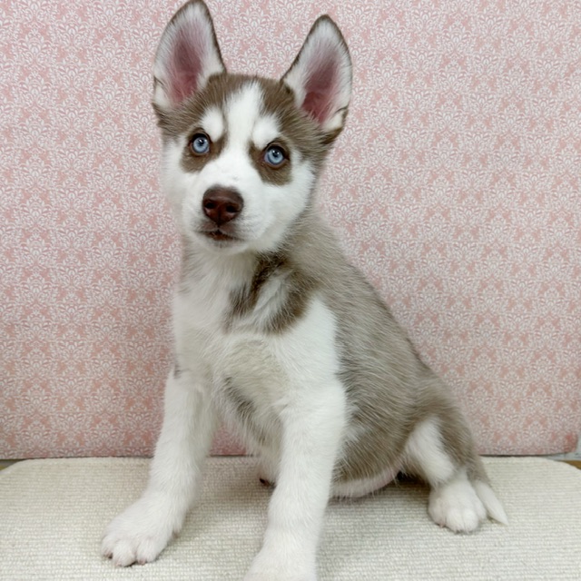 【NEW】3/9撮影！シベリアンハスキー✨♂