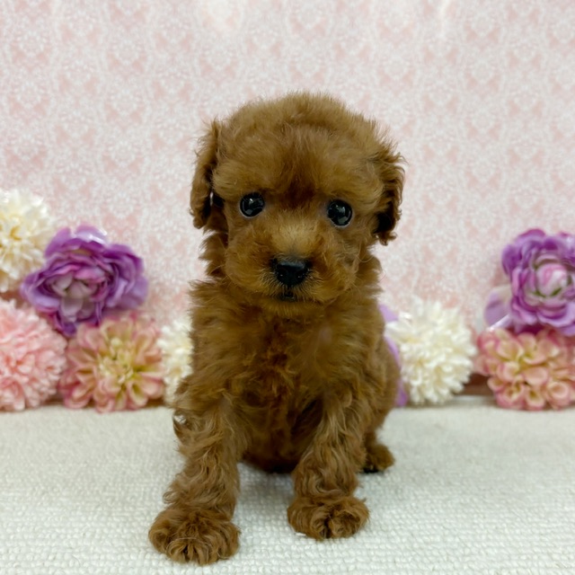 【NEW】3/9撮影！トイプードル✨♂