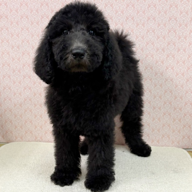 【NEW】3/9撮影！スタンダードプードル✨♂