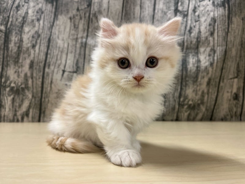 ミヌエット　♂　※短足