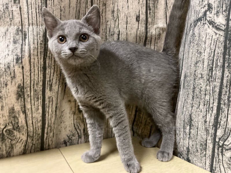 シャルトリュー　♀