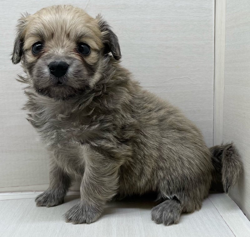 千葉県のハーフ犬・ミックス犬 (かねだい八千代店/2025年1月9日生まれ/女の子/その他色)の子犬