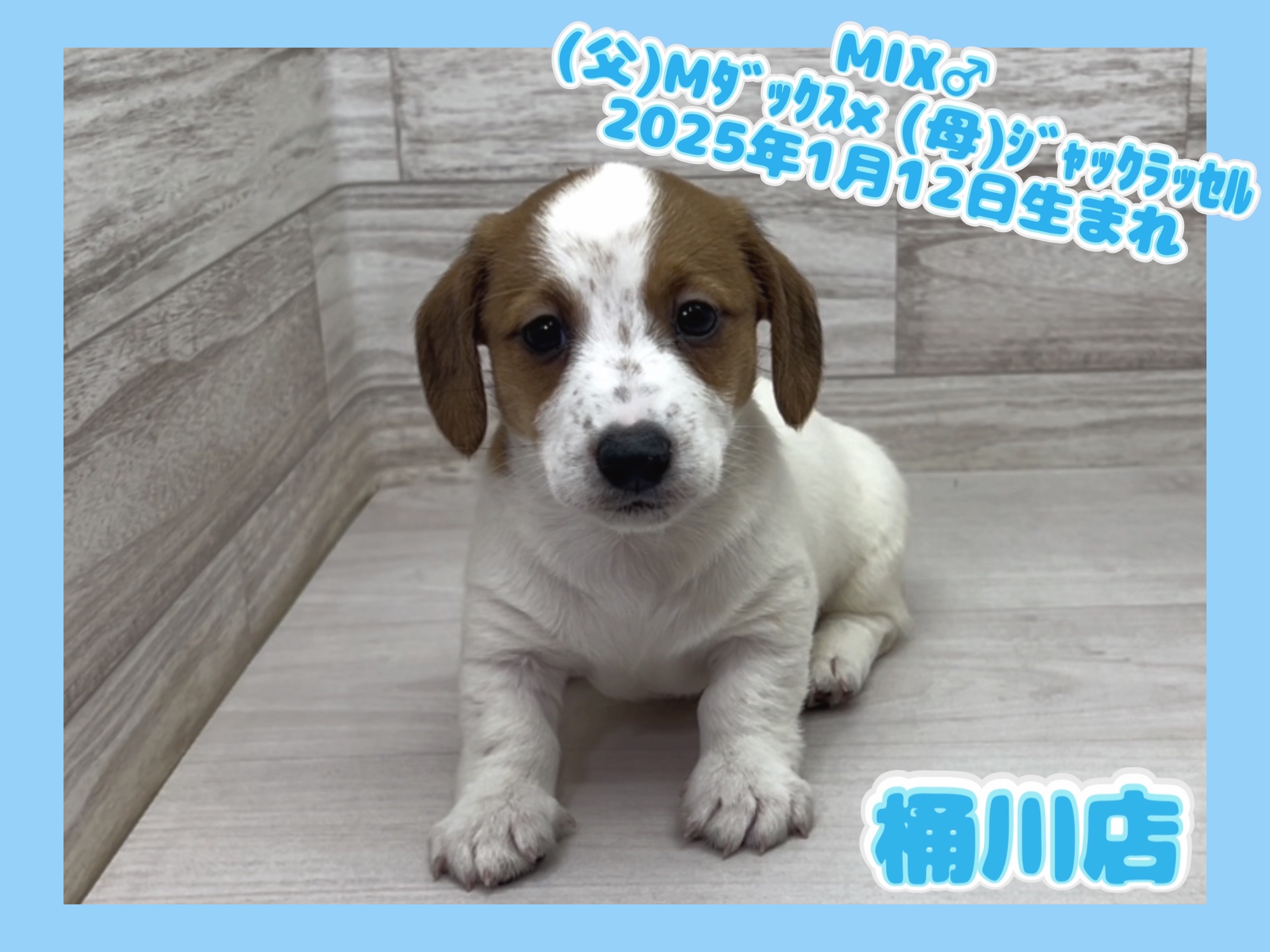 埼玉県のハーフ犬・ミックス犬 (かねだい桶川店/2025年1月12日生まれ/男の子/その他色)の子犬