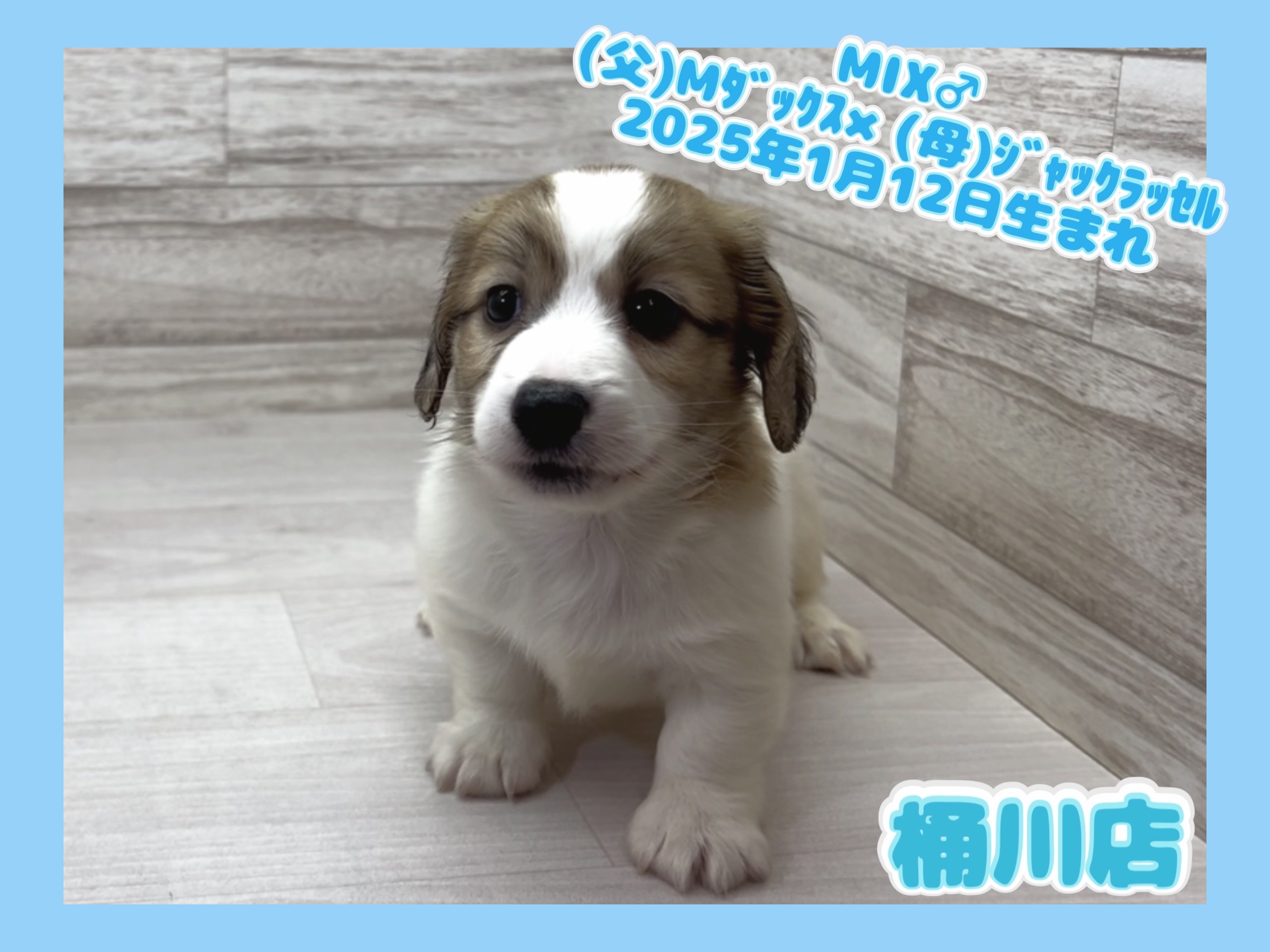 埼玉県のハーフ犬・ミックス犬 (かねだい桶川店/2025年1月12日生まれ/男の子/その他色)の子犬