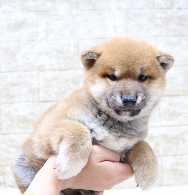 神奈川県の柴犬(標準サイズ) (かねだい伊勢原店/2025年1月11日生まれ/男の子/赤)の子犬