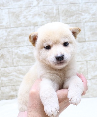 神奈川県の柴犬(標準サイズ) (かねだい伊勢原店/2025年1月11日生まれ/女の子/白)の子犬