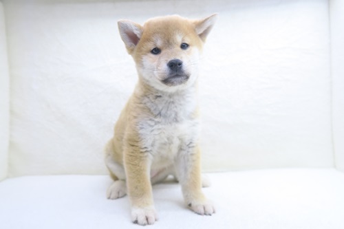 神奈川県の柴犬(標準サイズ) (かねだい海老名店/2025年1月6日生まれ/男の子/赤)の子犬