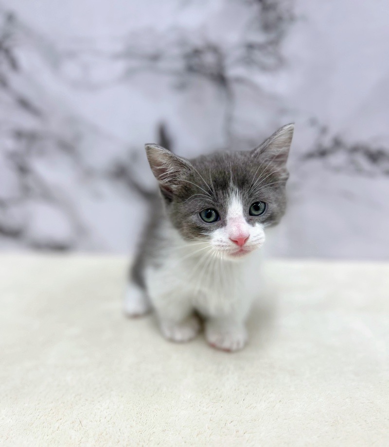 価格の安い◾️マンチカン♂短足ねこちゃん♡ / 株式会社かねだい