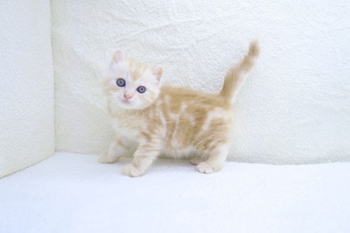 神奈川県のキンカロー (かねだい海老名店/2024年2月8日生まれ/男の子/レッドタビーホワイト)の子猫