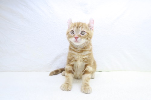 神奈川県のアメリカンカール (かねだい海老名店/2025年2月19日生まれ/男の子/レッドタビー)の子猫