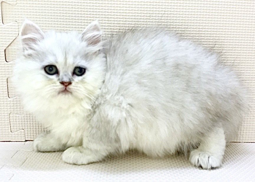 千葉県のペルシャ (かねだい千葉店/2024年2月15日生まれ/女の子/チンチラシルバー)の子猫