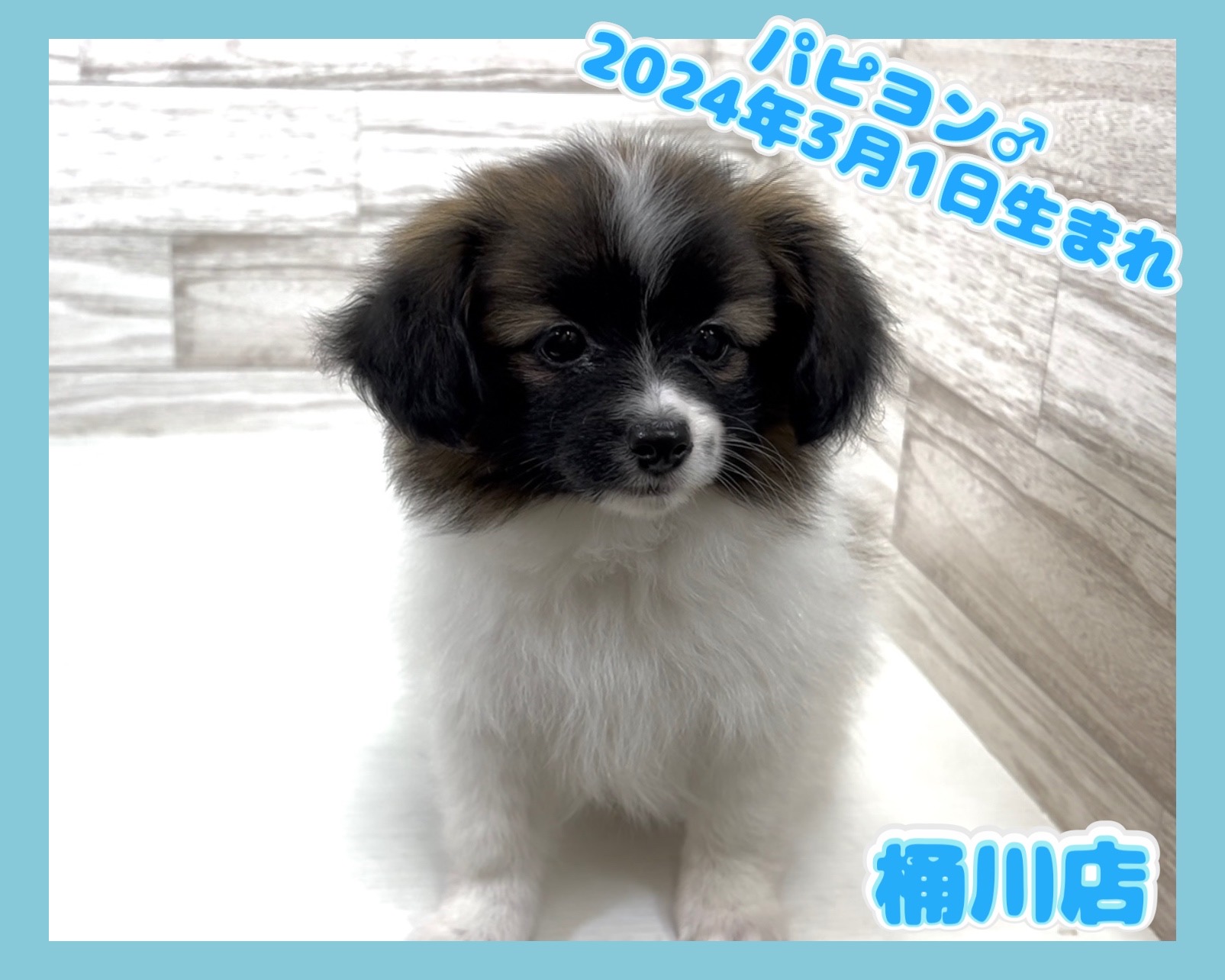 埼玉県のパピヨン (かねだい桶川店/2024年3月1日生まれ/男の子/ホワイト＆レッドセーブル)の子犬