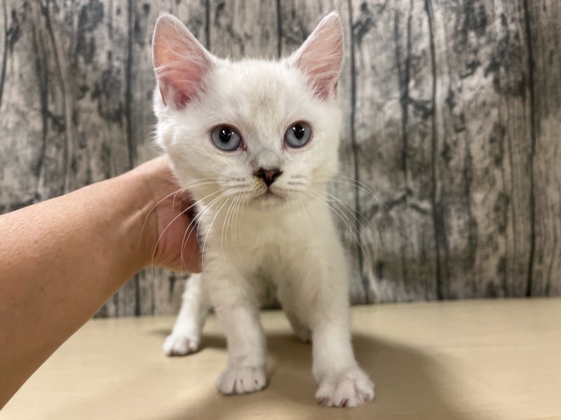 価格の安いMIX猫(父:ブリティッシュショートヘア 母 価格の安いMIX猫(父:ブリティッシュショートヘア 母