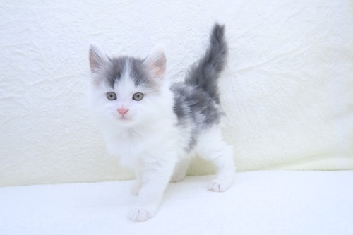 神奈川県のノルウェージャンフォレストキャット (かねだい海老名店/2024年3月8日生まれ/男の子/ブルータビーホワイト)の子猫