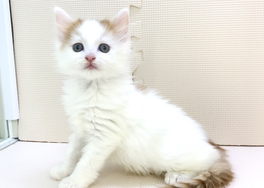 千葉県のノルウェージャンフォレストキャット (かねだい千葉店/2024年3月10日生まれ/女の子/レッドタビーホワイト)の子猫