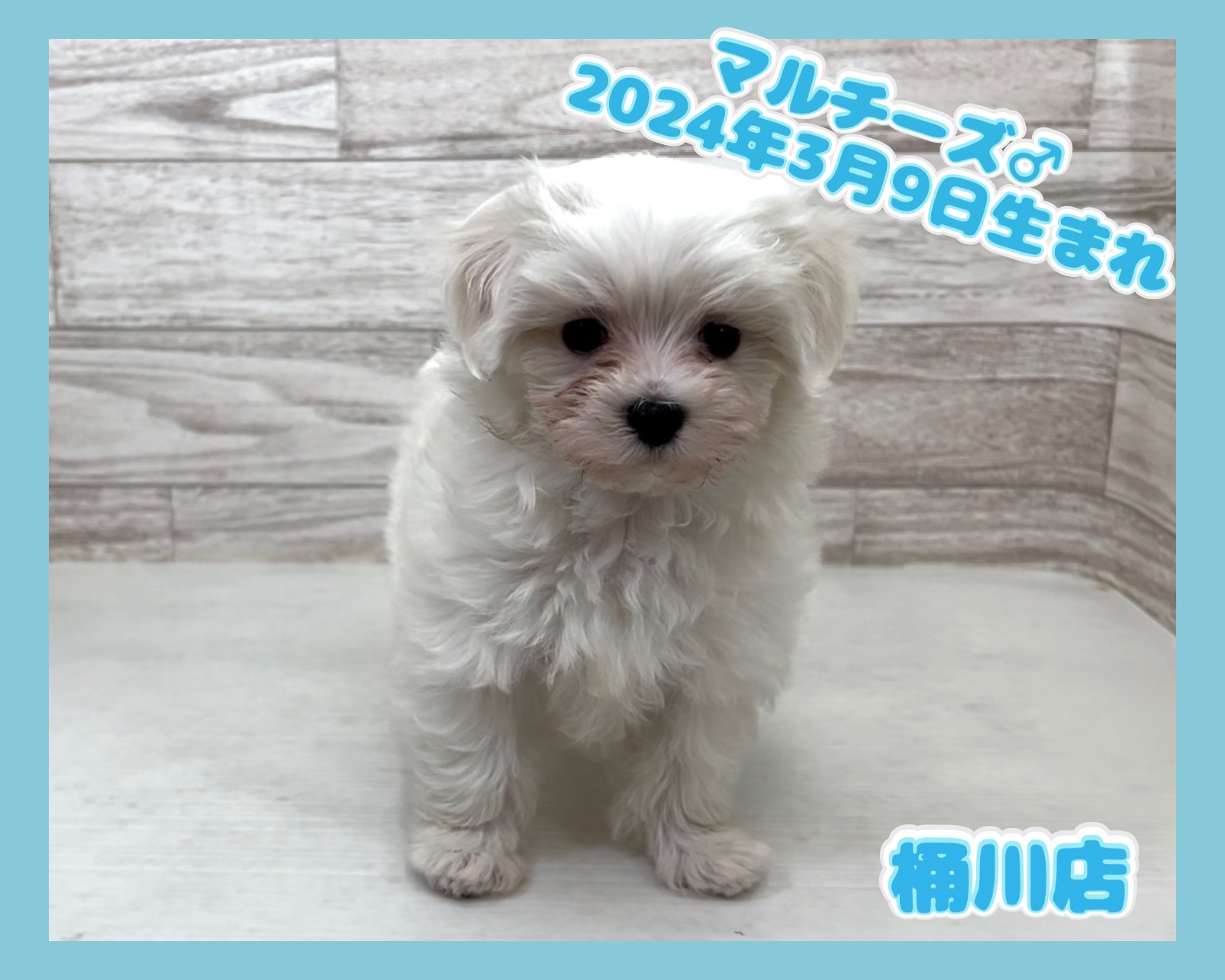 埼玉県のマルチーズ (かねだい桶川店/2024年3月9日生まれ/男の子/ホワイト)の子犬