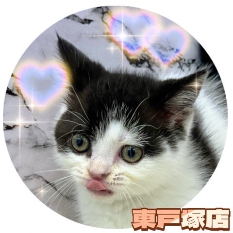 神奈川県のブリティッシュショートヘアー (かねだい東戸塚店/2024年2月24日生まれ/女の子/ブラックホワイト)の子猫