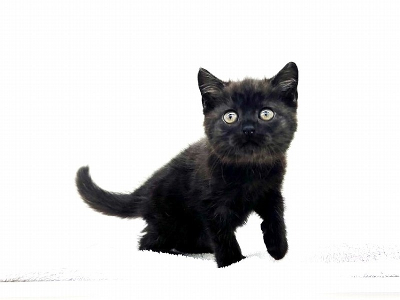 価格の安いスコティシュフォールド♀黒猫キキちゃん♪ / 株式会社かねだい