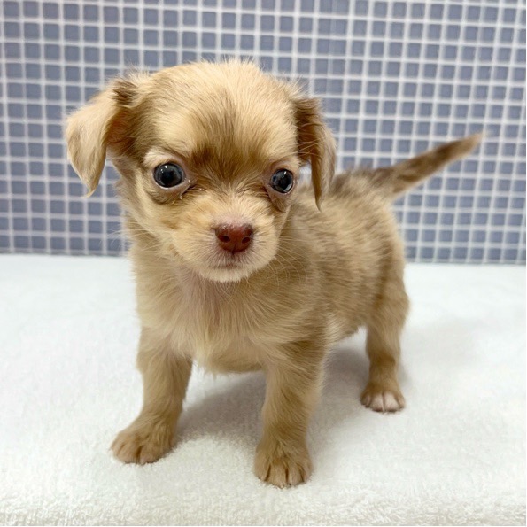 東京都のハーフ犬 (かねだい足立店/2024年3月23日生まれ/女の子/チョコレートダップル)の子犬