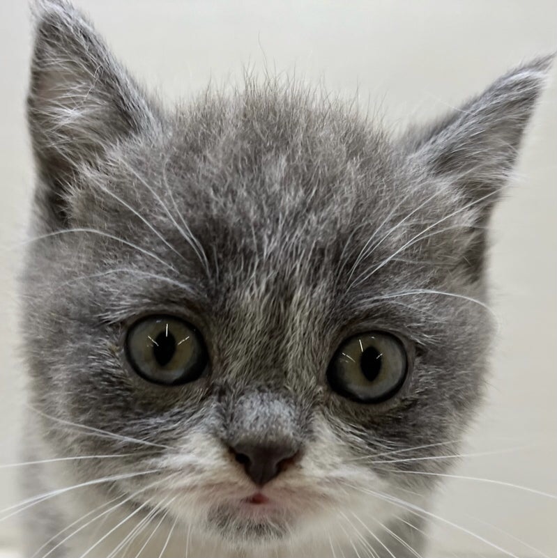 千葉県のブリティッシュショートヘアー (かねだい八千代店/2024年3月17日生まれ/女の子/ブルーホワイト)の子猫