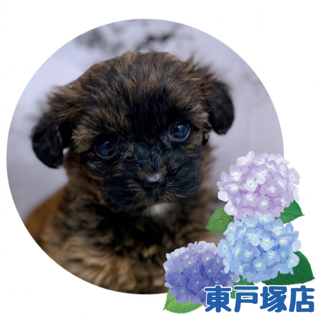 神奈川県のハーフ犬 (かねだい東戸塚店/2024年3月23日生まれ/女の子/レッド)の子犬