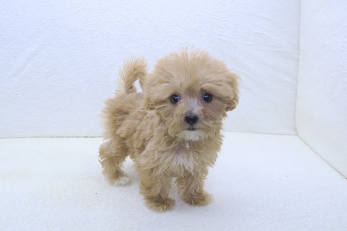 【レビューで送料無料】 (father: MIX Cheap Maltese (2.6 Poodle Toy mother: x (2.5kg) フェイスクリーム