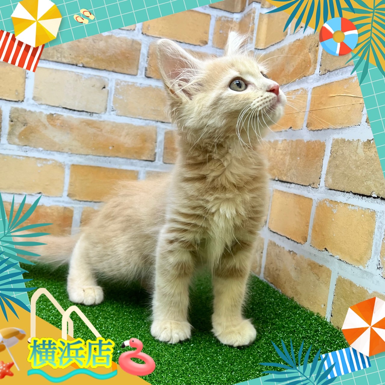 神奈川県のハーフ猫 (かねだい横浜店/2024年3月16日生まれ/男の子/クリームタビー)の子猫