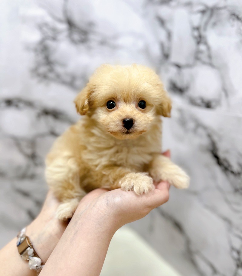 まーぎん☆彡ポメラニアンちゃん　トイプードル　柴犬 ポメラニアン 】可愛さ抜群！毛量たっぷりの小さめ白ポメ登場