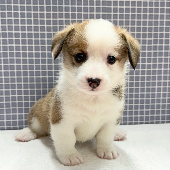 東京都のウェルシュコーギーペンブローク (かねだい足立店/2024年4月6日生まれ/女の子/ホワイトセーブル)の子犬