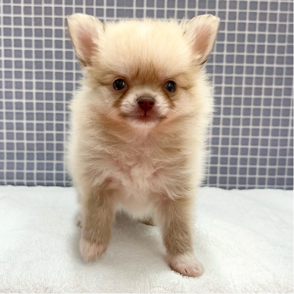 東京都のハーフ犬 (かねだい足立店/2024年4月5日生まれ/男の子/クリーム)の子犬