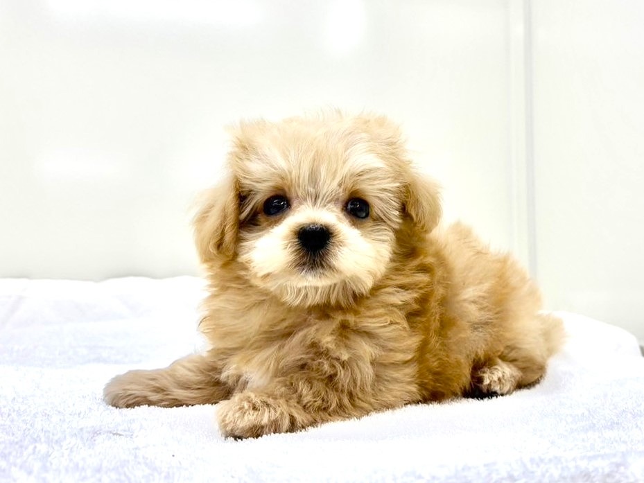 価格の安いMIX犬（父：トイプードル 母：マルチーズ）♂極上