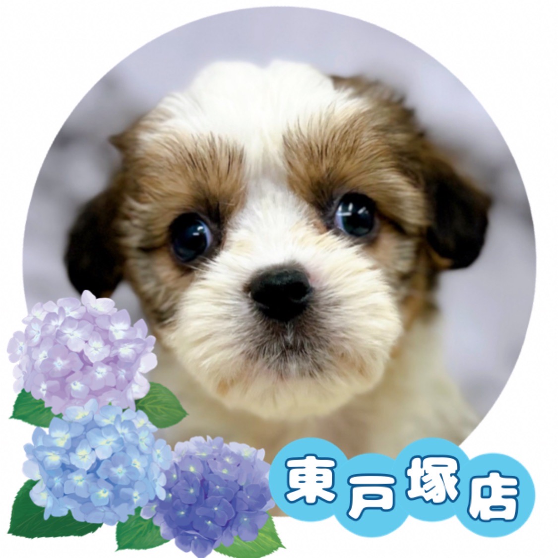 神奈川県のハーフ犬 (かねだい東戸塚店/2024年4月5日生まれ/女の子/レッドホワイト)の子犬