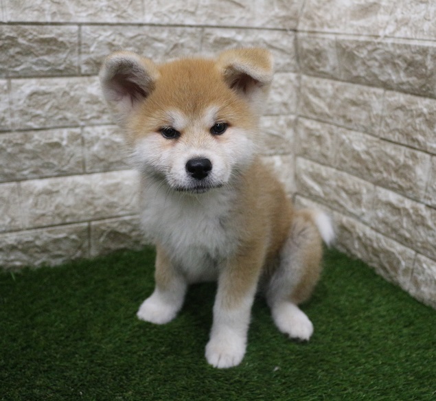2024年3月25日生まれの秋田犬の1枚目の写真