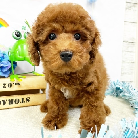 千葉県のトイプードル(トイ) (かねだい四街道店/2024年3月15日生まれ/男の子/レッド)の子犬