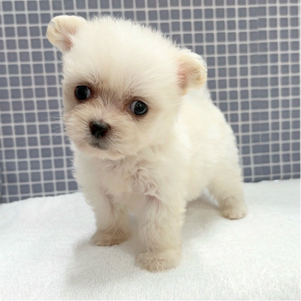 東京都のハーフ犬 (かねだい足立店/2024年4月13日生まれ/女の子/ホワイト)の子犬