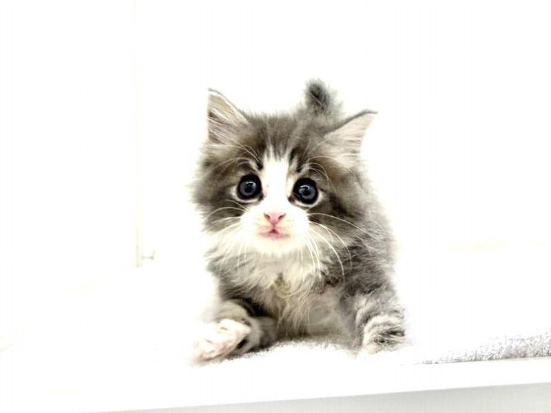 東京都のノルウェージャンフォレストキャット (かねだい本町田店/2024年4月14日生まれ/男の子/ブルーホワイト)の子猫