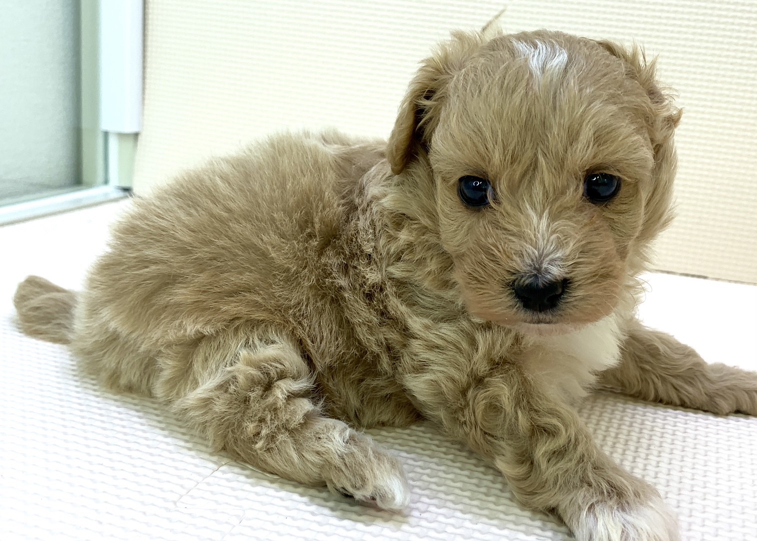 千葉県のマルプー(マルチーズ×プードル) (かねだい千葉店/2024年4月8日生まれ/女の子/クリーム)の子犬