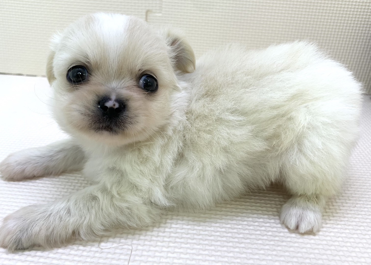 千葉県のハーフ犬 (かねだい千葉店/2024年4月14日生まれ/男の子/ホワイトクリーム)の子犬