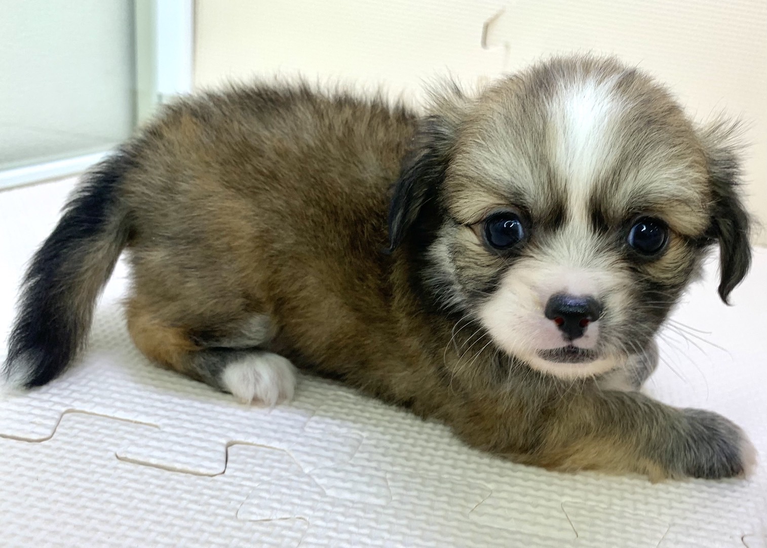 千葉県のハーフ犬 (かねだい千葉店/2024年4月14日生まれ/男の子/フォーン)の子犬