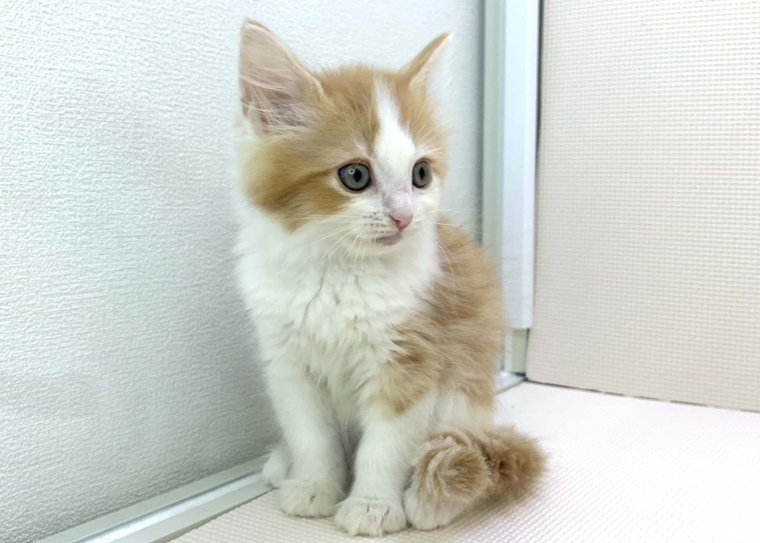 千葉県のサイベリアン (かねだい千葉店/2024年4月11日生まれ/男の子/レッドタビーホワイト)の子猫