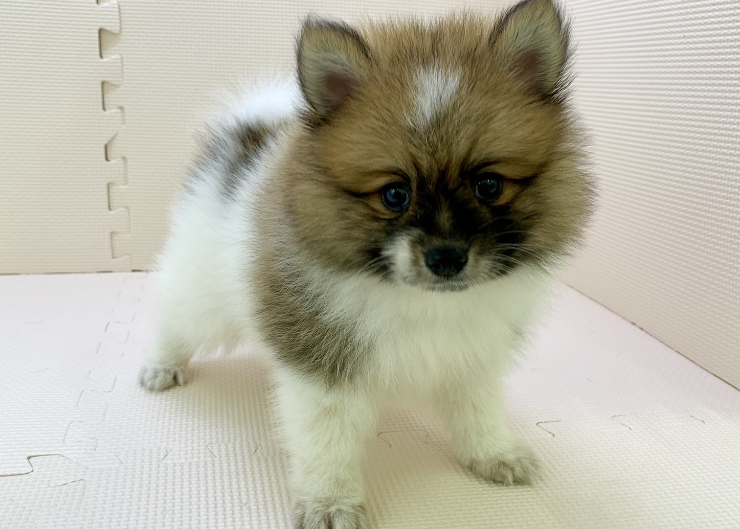 千葉県のハーフ犬 (かねだい千葉店/2024年4月11日生まれ/男の子/ブラウンホワイト)の子犬