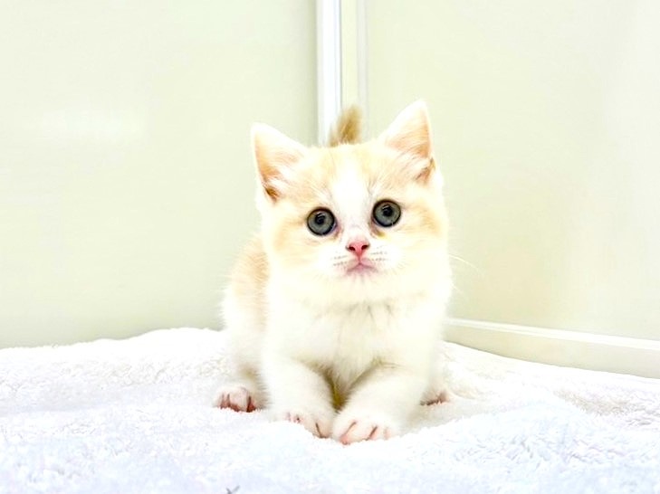 東京都のスコティッシュフォールド (かねだい本町田店/2024年4月15日生まれ/女の子/クリームタビーホワイト)の子猫