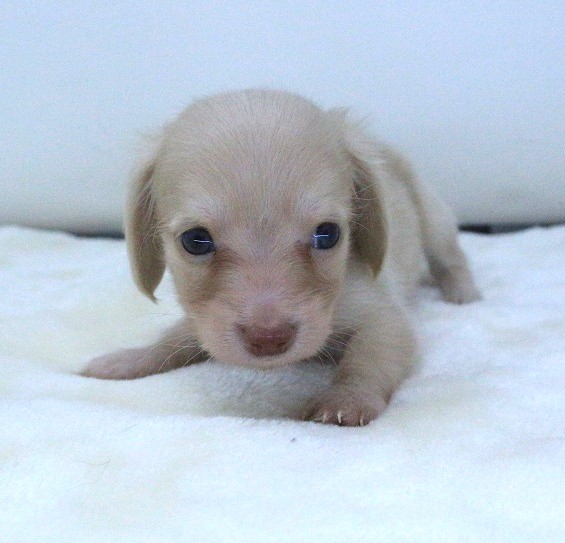 2024年4月14日生まれのハーフ犬の1枚目の写真